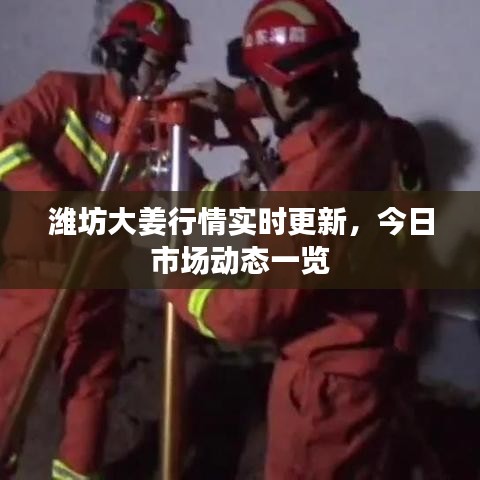 濰坊大姜行情實(shí)時(shí)更新，今日市場動(dòng)態(tài)一覽