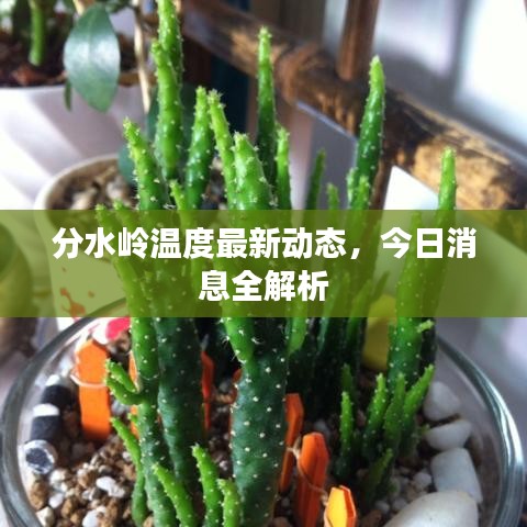 分水嶺溫度最新動態(tài)，今日消息全解析