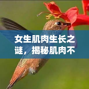 女生肌肉生長之謎，揭秘肌肉不斷增長的秘密！
