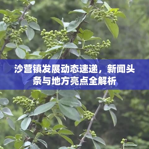 沙營(yíng)鎮(zhèn)發(fā)展動(dòng)態(tài)速遞，新聞?lì)^條與地方亮點(diǎn)全解析