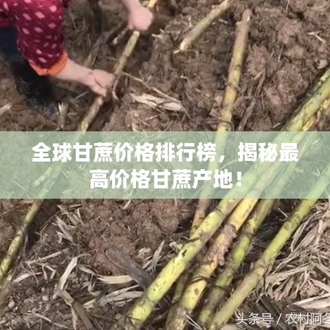 全球甘蔗價(jià)格排行榜，揭秘最高價(jià)格甘蔗產(chǎn)地！