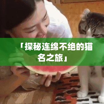 「探秘連綿不絕的貓名之旅」