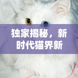 獨家揭秘，新時代貓界新星，創(chuàng)新貓咪品種大揭秘！
