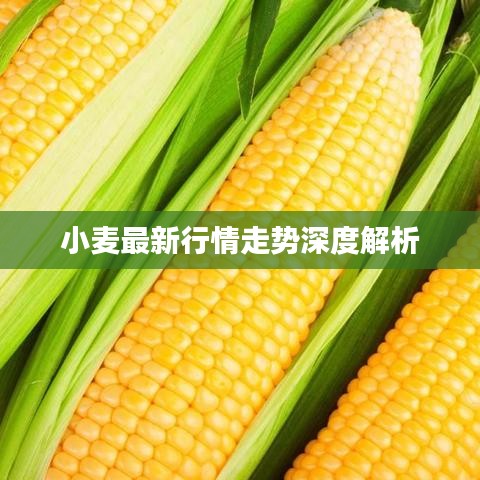 小麥最新行情走勢深度解析