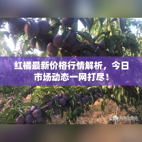 龍飛鳳舞