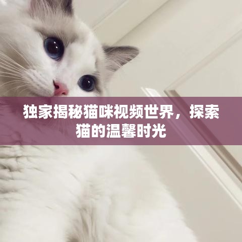 獨家揭秘貓咪視頻世界，探索貓的溫馨時光