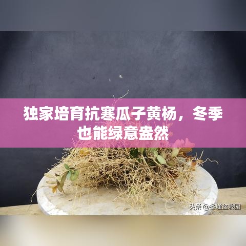獨家培育抗寒瓜子黃楊，冬季也能綠意盎然