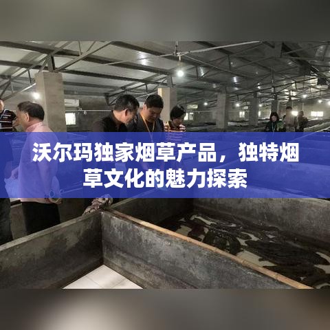 沃爾瑪獨家煙草產品，獨特煙草文化的魅力探索