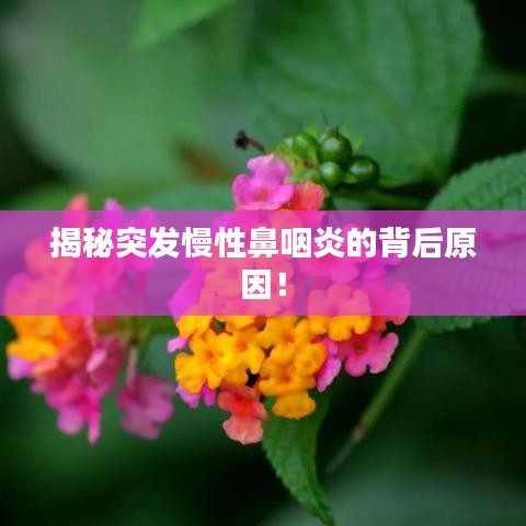 揭秘突發(fā)慢性鼻咽炎的背后原因！
