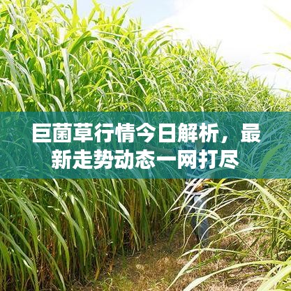 巨菌草行情今日解析，最新走勢動態(tài)一網(wǎng)打盡