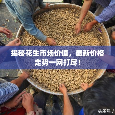 揭秘花生市場(chǎng)價(jià)值，最新價(jià)格走勢(shì)一網(wǎng)打盡！