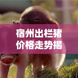 宿州出欄豬價(jià)格走勢(shì)揭秘，最新行情分析報(bào)告！