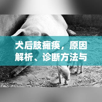 犬后肢癱瘓，原因解析、診斷方法與治療策略