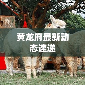 黃龍府最新動態(tài)速遞
