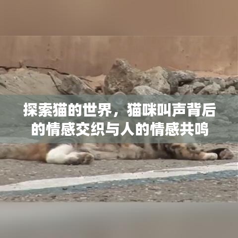 探索貓的世界，貓咪叫聲背后的情感交織與人的情感共鳴
