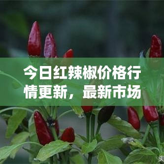 今日紅辣椒價(jià)格行情更新，最新市場(chǎng)走勢(shì)一網(wǎng)打盡！