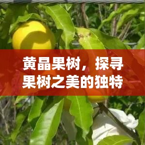 黃晶果樹，探尋果樹之美的獨特魅力