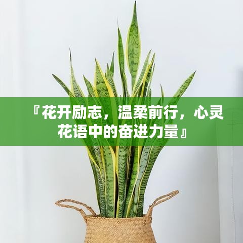 『花開勵志，溫柔前行，心靈花語中的奮進力量』