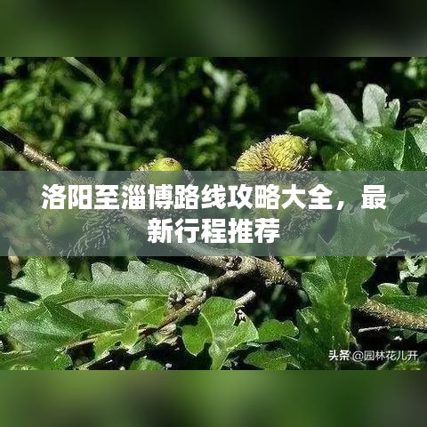 洛陽至淄博路線攻略大全，最新行程推薦