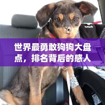 綱挈目張