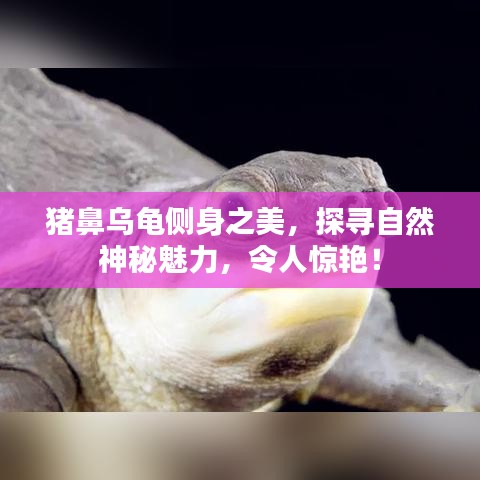 豬鼻烏龜側(cè)身之美，探尋自然神秘魅力，令人驚艷！