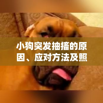 小狗突發(fā)抽搐的原因、應(yīng)對(duì)方法及照顧指南