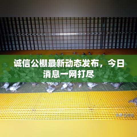 誠(chéng)信公棚最新動(dòng)態(tài)發(fā)布，今日消息一網(wǎng)打盡