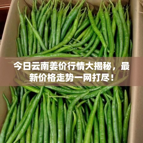 今日云南姜價行情大揭秘，最新價格走勢一網打盡！