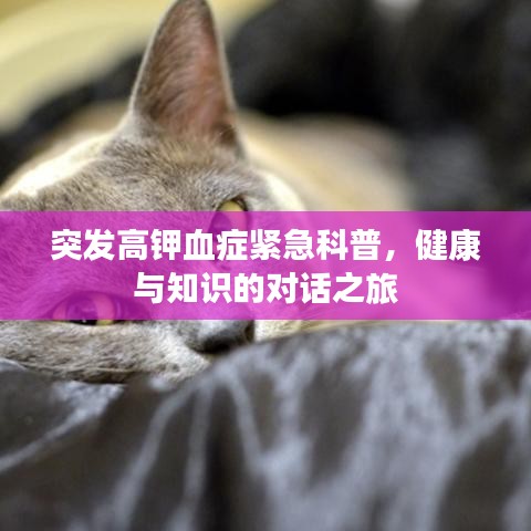 突發(fā)高鉀血癥緊急科普，健康與知識的對話之旅