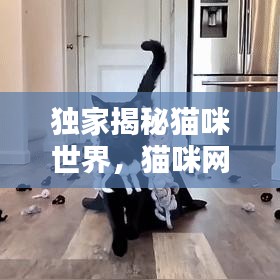 獨家揭秘貓咪世界，貓咪網(wǎng)專屬播放，探索貓咪獨特魅力