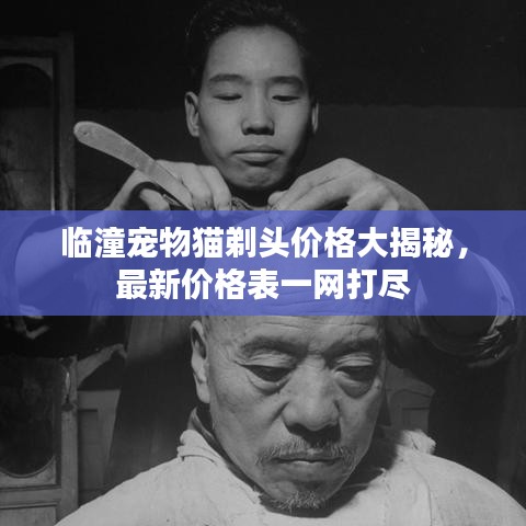 臨潼寵物貓?zhí)觐^價(jià)格大揭秘，最新價(jià)格表一網(wǎng)打盡
