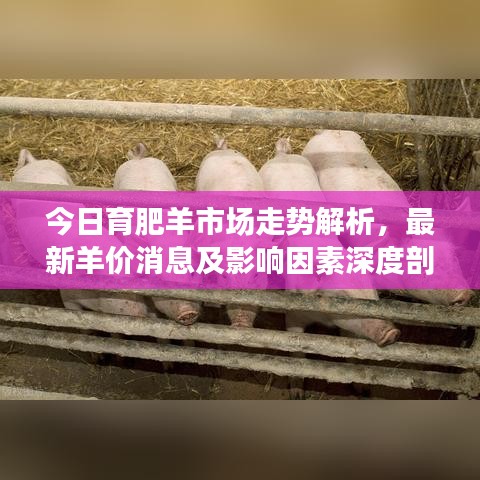 今日育肥羊市場走勢解析，最新羊價(jià)消息及影響因素深度剖析