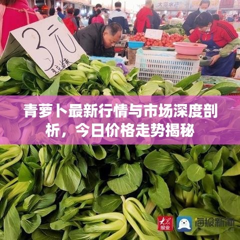 青蘿卜最新行情與市場(chǎng)深度剖析，今日價(jià)格走勢(shì)揭秘
