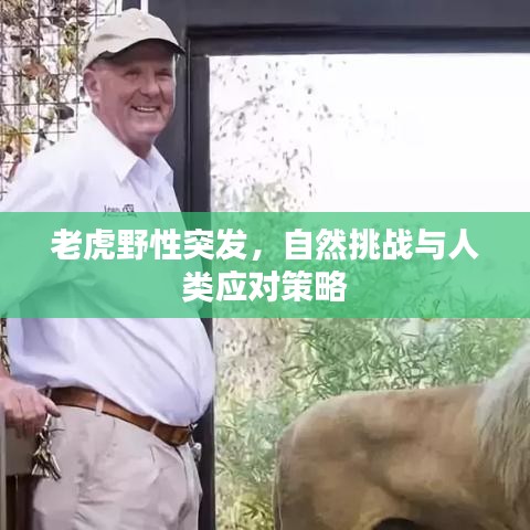 老虎野性突發(fā)，自然挑戰(zhàn)與人類應(yīng)對(duì)策略