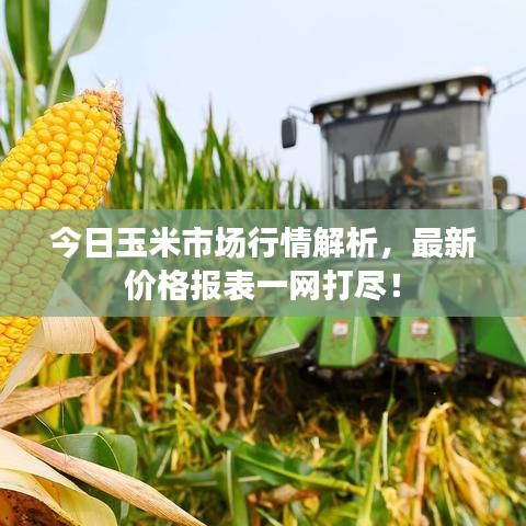 今日玉米市場(chǎng)行情解析，最新價(jià)格報(bào)表一網(wǎng)打盡！
