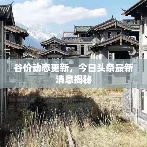 谷價動態(tài)更新，今日頭條最新消息揭秘