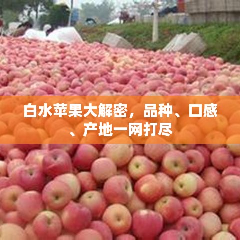 白水蘋果大解密，品種、口感、產(chǎn)地一網(wǎng)打盡
