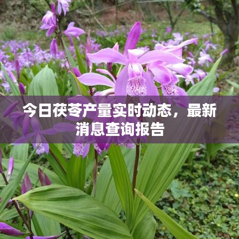 今日茯苓產(chǎn)量實時動態(tài)，最新消息查詢報告