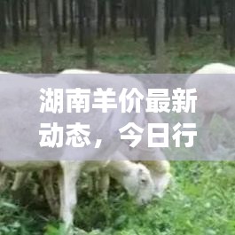 湖南羊價最新動態(tài)，今日行情分析與趨勢預(yù)測