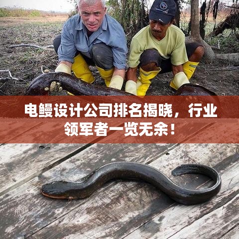 電鰻設計公司排名揭曉，行業(yè)領軍者一覽無余！