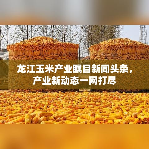 龍江玉米產(chǎn)業(yè)矚目新聞頭條，產(chǎn)業(yè)新動態(tài)一網(wǎng)打盡