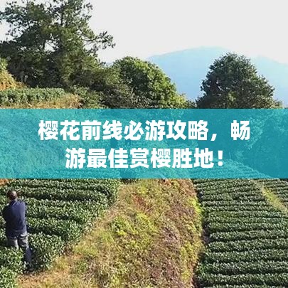 櫻花前線必游攻略，暢游最佳賞櫻勝地！