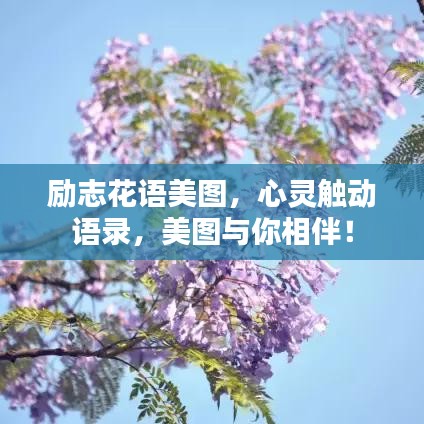 勵志花語美圖，心靈觸動語錄，美圖與你相伴！