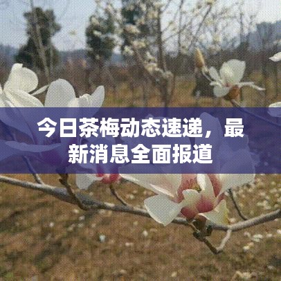 今日茶梅動態(tài)速遞，最新消息全面報道