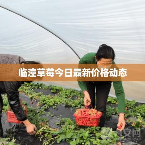 臨潼草莓今日最新價(jià)格動(dòng)態(tài)