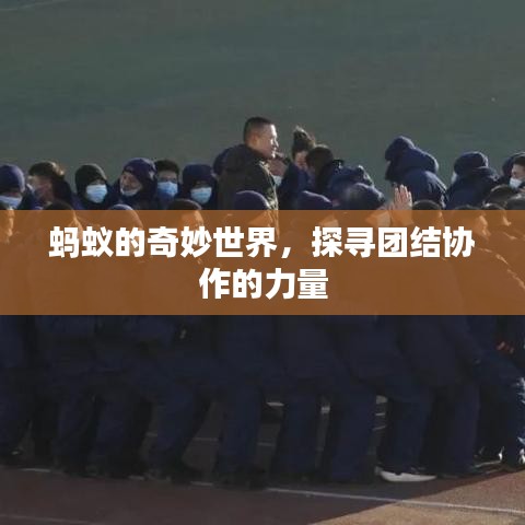 螞蟻的奇妙世界，探尋團(tuán)結(jié)協(xié)作的力量