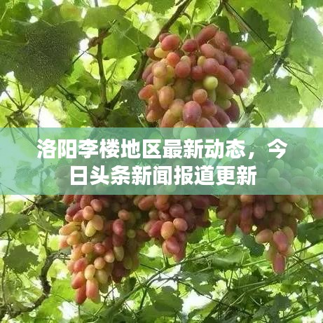 洛陽(yáng)李樓地區(qū)最新動(dòng)態(tài)，今日頭條新聞報(bào)道更新